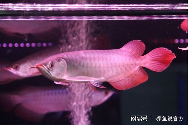 茶水养红龙鱼好吗视频：红龙鱼养红龙鱼养红龙鱼饲养方法360问答 龙鱼百科 第2张