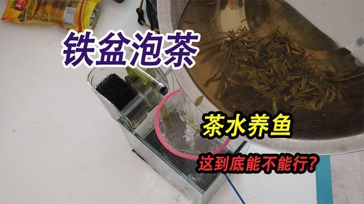 茶水养红龙鱼好吗视频：红龙鱼养红龙鱼养红龙鱼饲养方法360问答 龙鱼百科 第1张