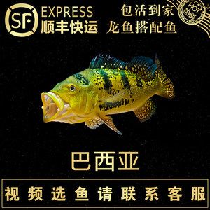 龙鱼发快递可以坚持几天：龙鱼发快递的存活时间 龙鱼百科 第1张