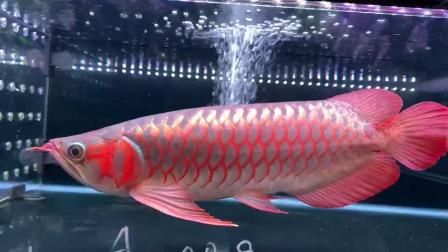 红龙鱼鳃盖发色记录：红龙鱼的鳃盖发色的过程 龙鱼百科 第3张