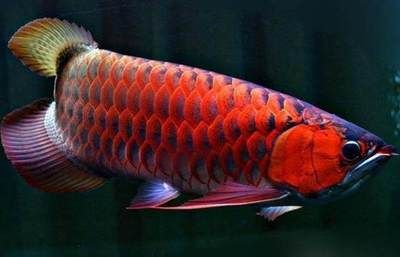最好的红龙鱼：红龙鱼价格怎么样 龙鱼百科 第2张