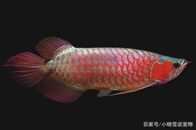 高品质红龙鱼：高品质红龙鱼的挑选 龙鱼百科 第2张