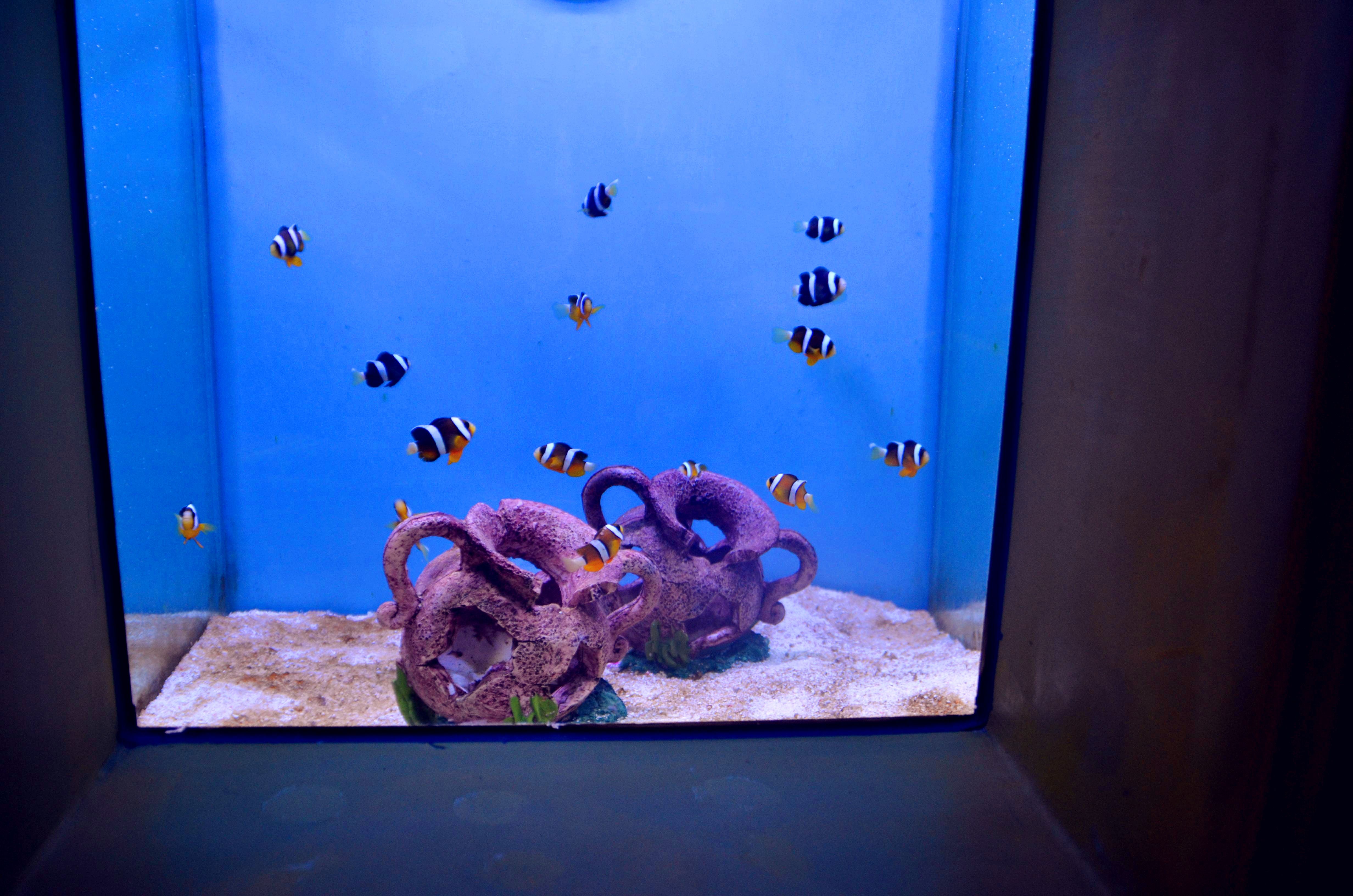 东海龙宫鱼缸怎么样好不好养活：东海龙宫鱼缸的艺术之旅 龙鱼百科 第3张