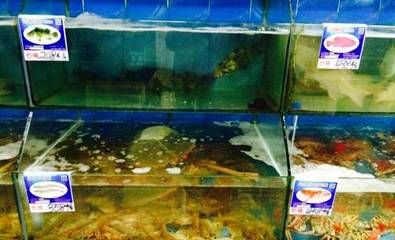 东海龙宫鱼缸怎么样好不好养活：东海龙宫鱼缸的艺术之旅 龙鱼百科 第4张