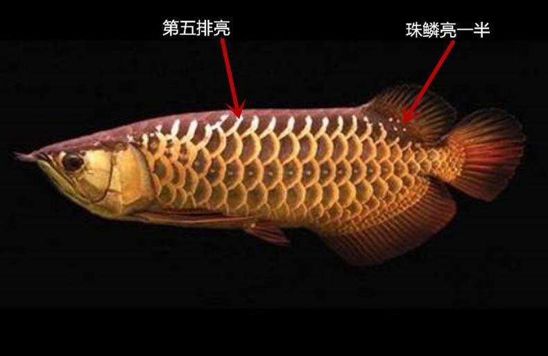 金龙鱼珠鳞亮过程：金龙鱼珠鳞亮化过程 龙鱼百科 第3张