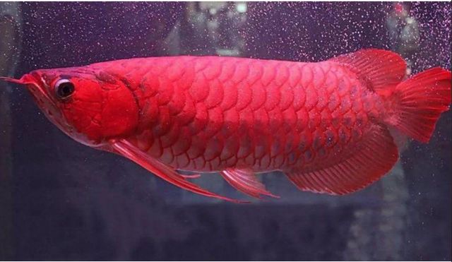 红龙鱼生长速度最快的时候是多大的：红龙鱼生长速度最快的时候是多久 龙鱼百科 第2张