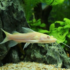黄金猫与龙鱼混养：黄金猫鱼可以与龙鱼混养取决于多种因素，包括鱼的大小和水质状况 龙鱼百科 第3张