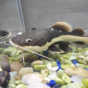 黄金猫与龙鱼混养：黄金猫鱼可以与龙鱼混养取决于多种因素，包括鱼的大小和水质状况 龙鱼百科 第2张
