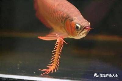 小红龙鱼成长变色过程：喂养龙鱼时，选择合适的工具可以提高投喂效率和安全性