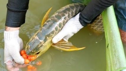 金龙鱼咬不咬人的鱼：金龙鱼为什么会咬人 龙鱼百科 第2张
