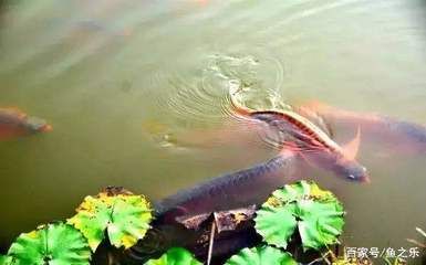 龙鱼浮水面下沉困难的原因：龙鱼浮水面下沉困难是由多种原因引起的，主人应做好“困水”措施 龙鱼百科 第2张