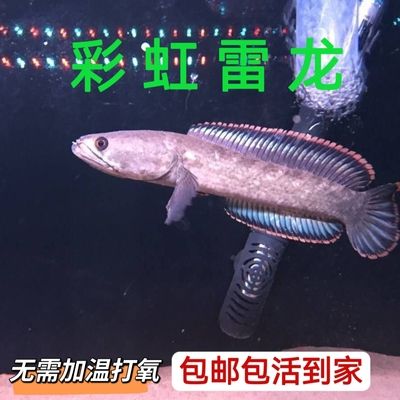 龙鱼一天打氧多久：养龙鱼一天打氧多久