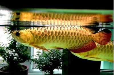 20公分金龙鱼吃什么：20公分的金龙鱼适合食用去头去尾的小鱼、小虾和泥鳅