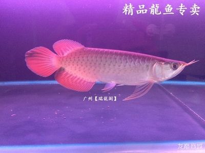 专业定做鱼缸观赏鱼 龙鱼世家水族馆首选：专卖龙鱼的店名