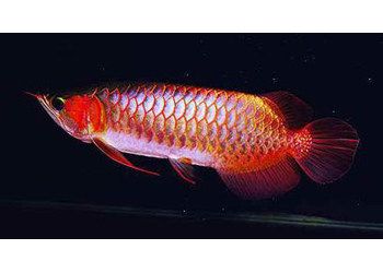 红辣椒血麒麟龙鱼：红辣椒血麒麟龙鱼是一种受欢迎的观赏鱼