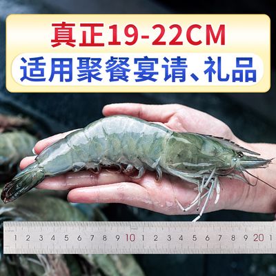 龙鱼喂青虾还是白虾：探讨龙鱼喂食青虾还是白虾，龙鱼喂青虾还是白虾的问题 龙鱼百科 第1张