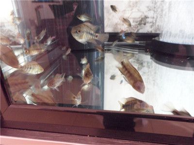 小龙鱼苗会被大鹦鹉鱼打吗：小龙鱼苗与大鹦鹉鱼在同一个鱼缸中可能会有一些冲突 龙鱼百科 第3张