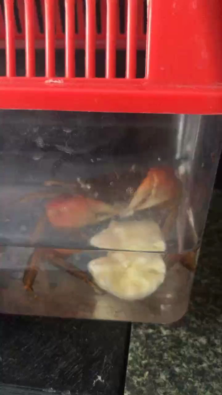 🦀：[CLS] 观赏鱼论坛