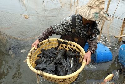 鱼有龙须：小龙虾可以吃鱼食吗， 龙鱼百科