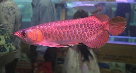 白点红龙海水鱼：白点红龙海水鱼是一种生活在海洋中的生活在海洋中的一种生活 龙鱼百科 第1张