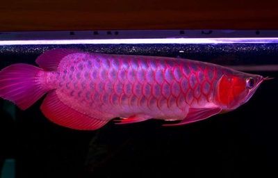 红龙鱼一直用白灯可以吗：红龙鱼一直使用白灯可以吗 龙鱼百科 第2张