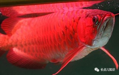 红龙鱼排行榜第几：红龙鱼在淡水观赏鱼中占据了什么地位？ 龙鱼百科 第1张