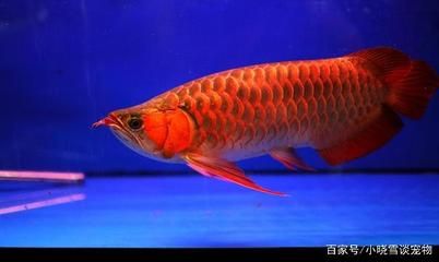 红龙鱼体型成长期：红龙鱼的体型成长期