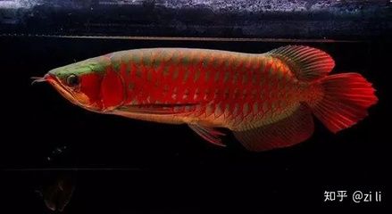 红龙鱼什么时候开始发色：红龙鱼什么时候发色