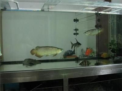 金龙鱼和其他鱼混养怎么喂食好：金龙鱼和其他鱼混养怎么喂食好呢？ 龙鱼百科 第3张