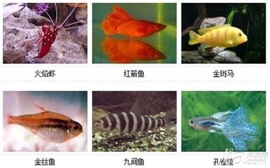 常见热带小型观赏鱼种类：常见热带小型观赏鱼种类介绍 龙鱼百科 第1张