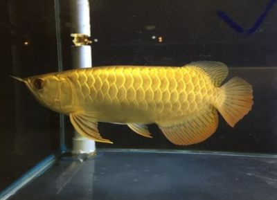 20厘米的金龙鱼什么颜色好看：20厘米的金龙鱼颜色的好看与否取决于多种因素