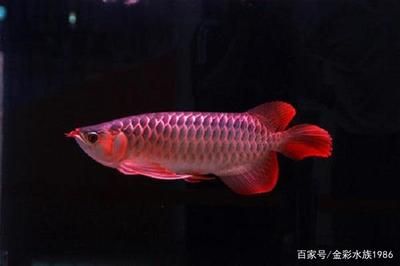 红龙鱼的颜色分类：红龙鱼的颜色分类主要基本信息：红龙鱼的颜色分类