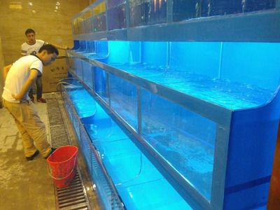 龙鱼缸用什么清洁鱼：龙鱼缸怎么清洁 龙鱼百科