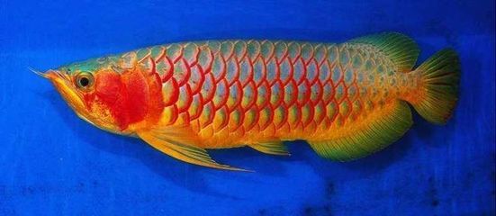 金龙鱼物种：动物图集：金龙鱼 龙鱼百科 第2张