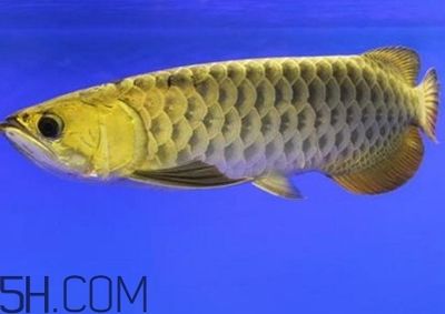金龙鱼物种：动物图集：金龙鱼 龙鱼百科 第3张