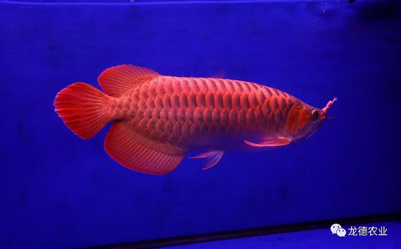红龙鱼的鳞片：关于红龙鱼鳞片的一些详细信息 龙鱼百科