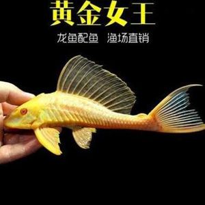 金龙鱼和清道夫能一起养吗：金龙鱼和清道夫可以一起养吗，金龙鱼和清道夫能一起养吗