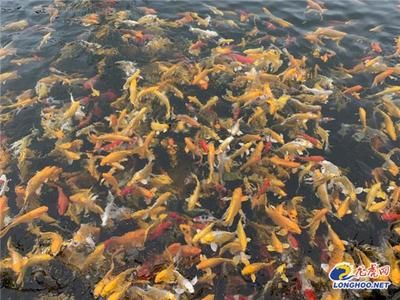 国内龙鱼养殖基地排名前十名：2018中国大型龙鱼养殖基地排名 龙鱼百科