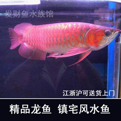 观赏鱼红龙鱼怎么养：观赏鱼红龙鱼的饲养方法 龙鱼百科 第2张