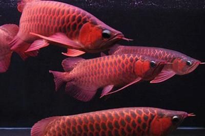 红龙鱼可以喂虾红素吗：红龙鱼可以喂虾红素吗红龙鱼可以喂虾红素吗 龙鱼百科 第1张