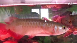 养红龙鱼一般正常的喂食时间是多久啊：红龙鱼的喂食时间应该如何确定？
