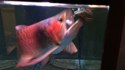成年红龙鱼喂什么食物：成年红龙鱼饲养红龙鱼的饲养方法天气网
