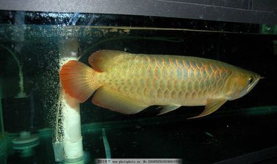 金龙鱼热带鱼：金龙鱼是一种热带淡水观赏鱼