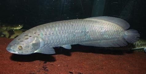 龙鱼的生物学特性是什么：鱼类活化石——龙鱼 龙鱼百科 第3张