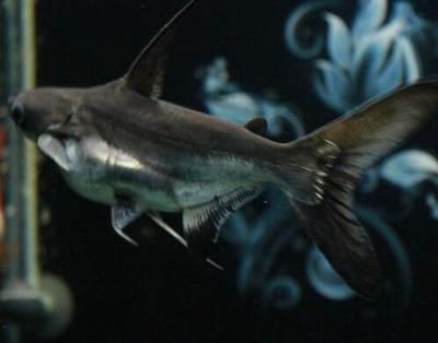 巨骨舌鱼和龙鱼混养能活吗多少天：巨骨舌鱼和龙鱼混养能活吗 龙鱼百科 第1张