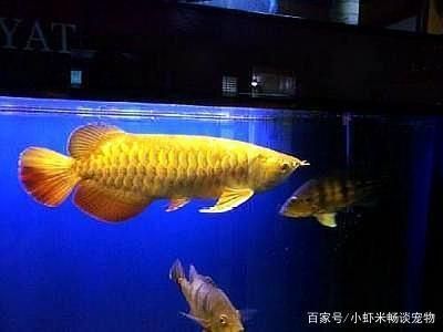金龙鱼颜色怎么发金色的：金龙鱼的颜色怎么发金色的 龙鱼百科