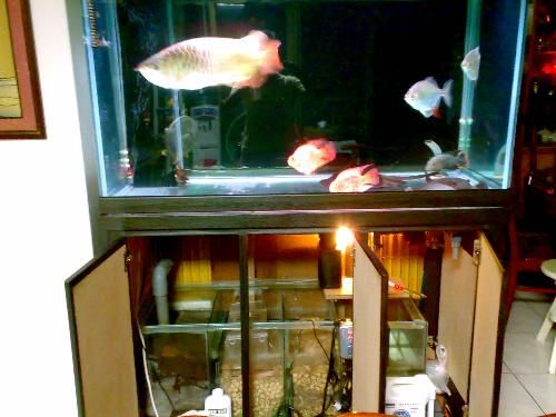 龙鱼缸侧灯正确摆放：养龙鱼用侧灯还是顶灯