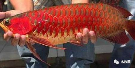 血红龙是金龙鱼吗：如何区分血红龙和金龙鱼 龙鱼百科 第3张