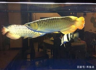 40公分红尾金龙鱼价格：40公分的红尾金龙鱼价格大致在4000-5000元左右