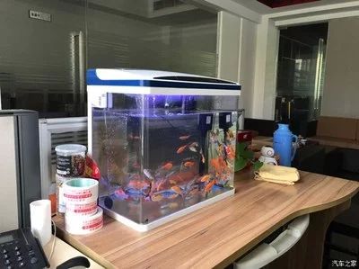 红龙鱼对鱼缸的要求高吗为什么：红龙鱼对鱼缸的要求高吗